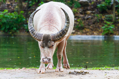 albino buffalo walking from pondの写真素材