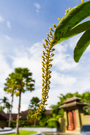 orderly lithe yellow flower at contemporary place