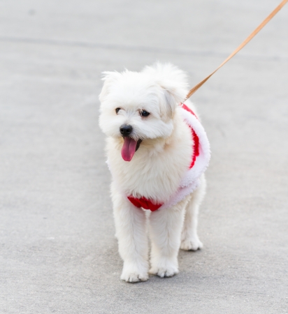 white cute dog on santa clothの写真素材
