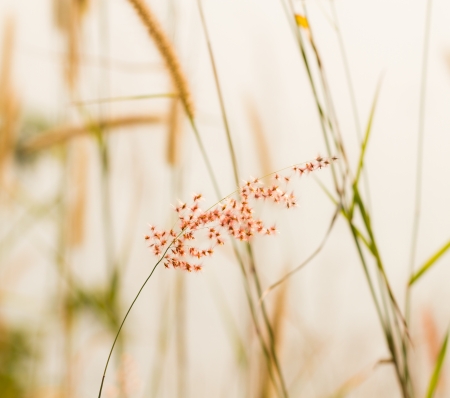 pink grass flower on windy dayの写真素材
