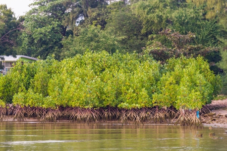 mangrove forest by the seaの写真素材