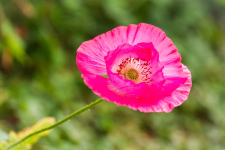 pink poppy flower at doi angkang, chiangmai, thailandの写真素材