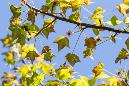 changing color maple leaves on treeの写真素材