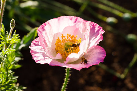 pink poppy flower at doi angkang, chiangmai, thailandの写真素材