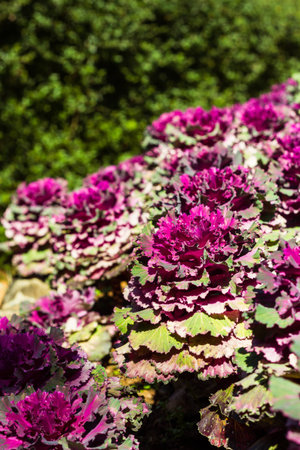 purple cabbage in the farm