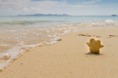 hand shape coral on the beachの写真素材