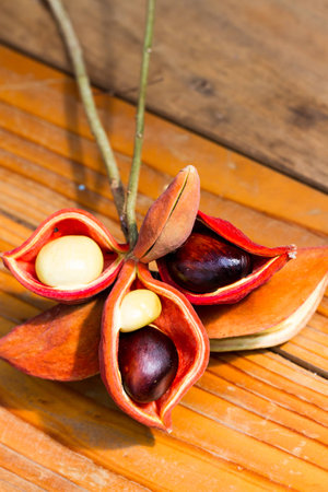 fresh chestnut flower on wood backgroundの写真素材