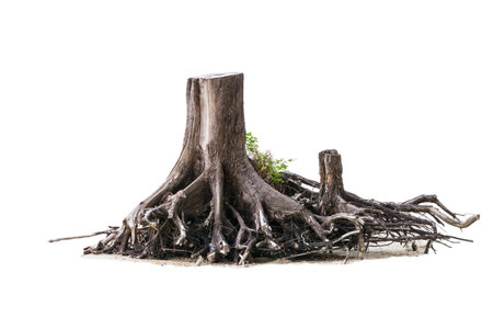 dried trunk of big tree isolated on white backgroundの写真素材