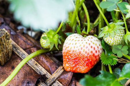 fresh strawberry growth in farmの写真素材