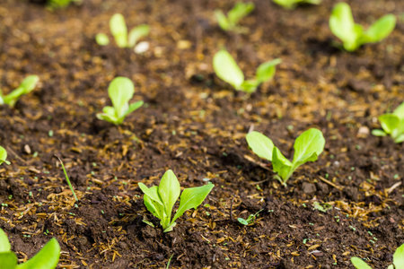 little plants growing on soil
