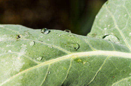 water drop on green leaf