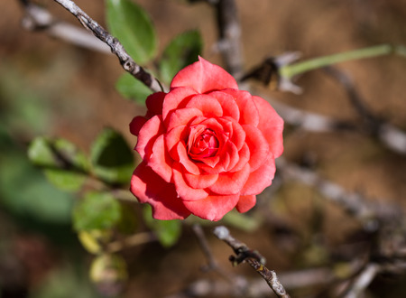 red rose plant in gardenの写真素材