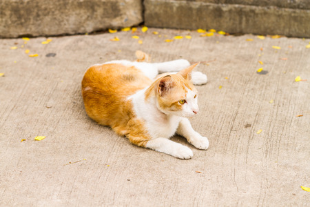 light brown thai cat on the groundの写真素材