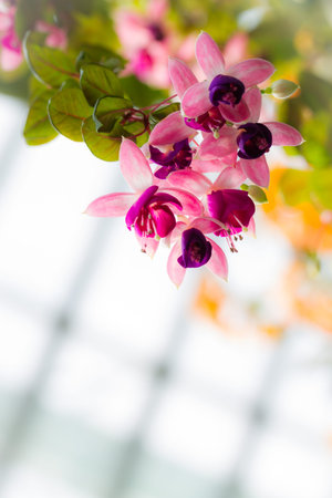kind of pink flower blooming down