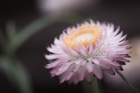 pink petal with yellow carpel flowerの写真素材