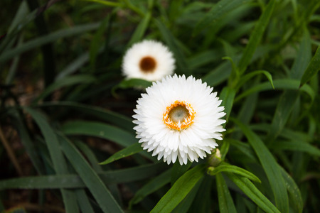 little white petal with yellow carpel flowerの写真素材
