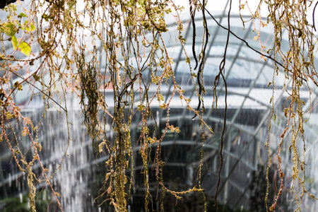 dried creeper plant with waterfall as background