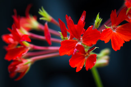 closeup red petal flower bloomingの写真素材