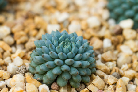 bush of little green cactusの写真素材