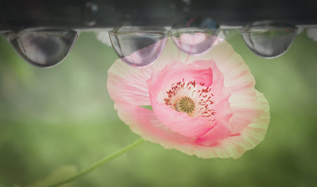 pink poppy flower on rainy day