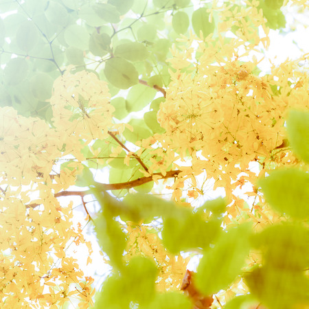 bright golden shower tree blooming in thailandの写真素材