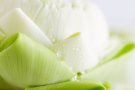 closeup side of lotus with waterdropの写真素材