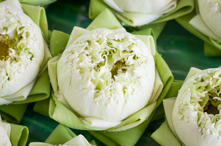 lotus petal fold for floating, thai traditionalの写真素材