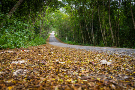 dried leaves on road with tree tunnel in thailandの写真素材