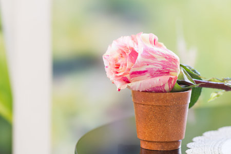 lonely pastel rose on pot
