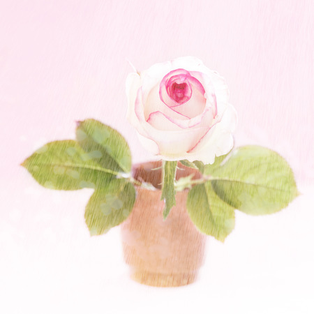isolate pink rose in potの写真素材