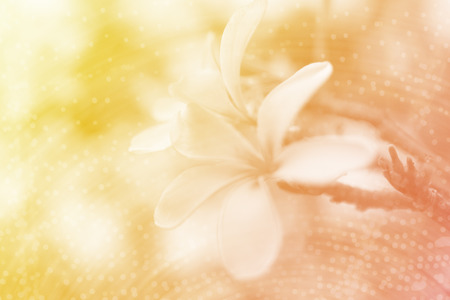 soft focus flower on yellow and orange color backgroundの写真素材