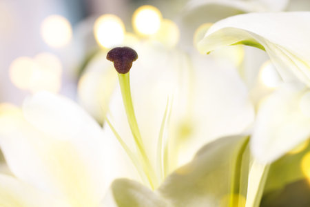 closeup lily flowerの写真素材