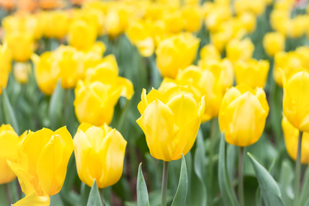 closeup yellow tulip in gardenの写真素材