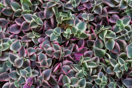 green and pink flowers blooming background