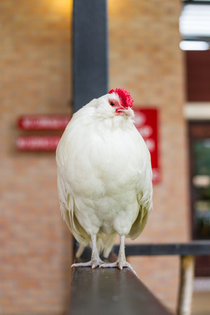 white fat chicken standing on handrailの写真素材