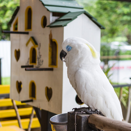 sleeping white parrot  with blue eyeの写真素材