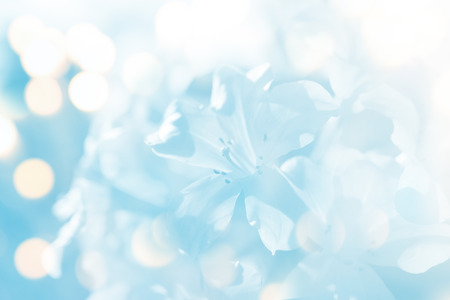 soft blur flower with light blue toneの写真素材