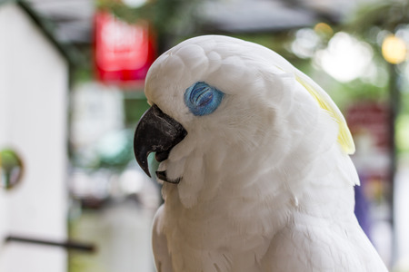 sleeping white parrot  with blue eyeの写真素材