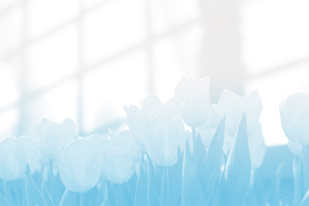 soft blur flower with light blue toneの写真素材