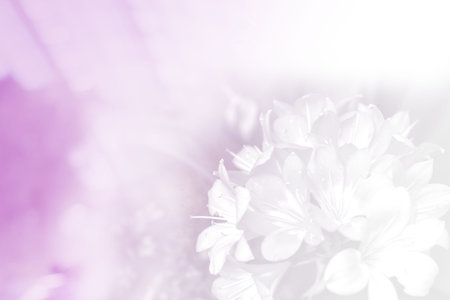 soft blur flower with purple pink toneの写真素材