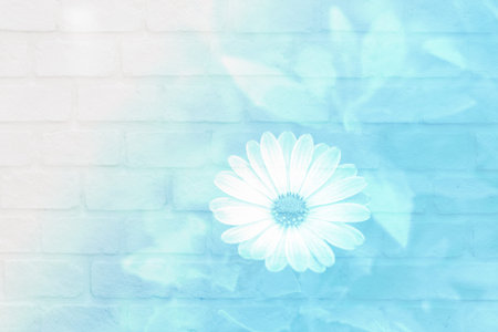soft blur flower with light blue tone