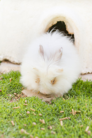 white fluffy rabbits in gardenの写真素材