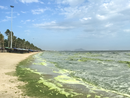 green sea caused by phytoplankton at Bangsaen, Thailandの写真素材