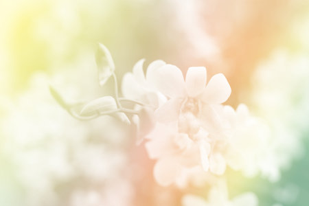 soft bouquet of white orchid flowers with colorful lightの写真素材