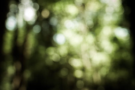 bokeh of blur tree in forestの写真素材