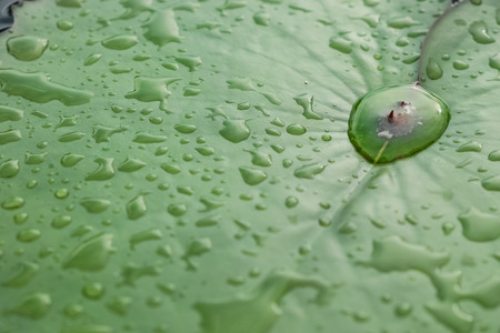 raindrop on fresh lotus leafの写真素材