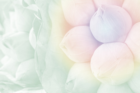 soft pastel tone of pink budding lotus flowers bouquetの写真素材