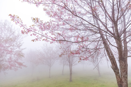Thai sakura or cherry blossom in mist at Phulomlo, Loei, Thailandの写真素材