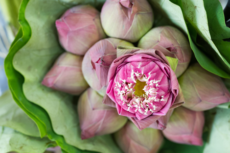 pink lotus flowers on lotus leavesの写真素材