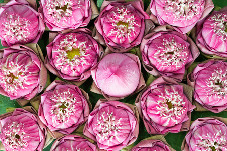 folded petal pink lotus flowersの写真素材